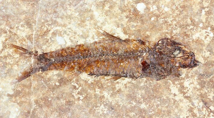 Knightia Fossil Fish - Wyoming #60832